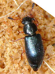 写真:アカアシホシカムシ