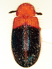 写真:アカクビホシカムシ