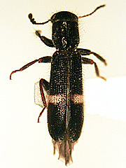 写真:シロオビカッコウムシ