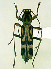 写真:タケトラカミキリ成虫