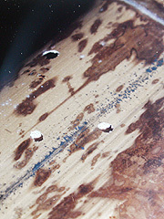 写真:タケトラカミキリの脱出孔