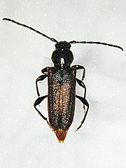 写真:ヒメスギカミキリ雌成虫