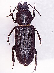 写真:クロカミキリ成虫