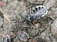 写真:ヨコヅナサシガメ(サクラ樹上)