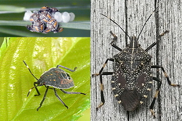 写真:キマダラカメムシ(左上:卵と1齢幼虫、左下:幼虫、右:成虫)