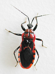 写真:アカシマサシガメ成虫