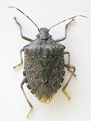 写真:クサギカメムシ成虫