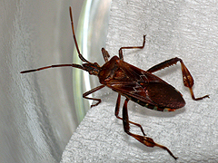 写真:マツヘリカメムシ