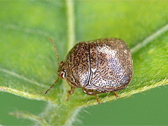 写真:マルカメムシ成虫