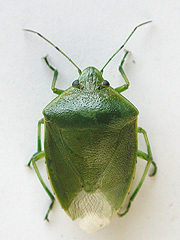 写真:ツヤアオカメムシ成虫