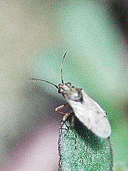 写真:スベリヒユ葉上のヒメナガカメムシ