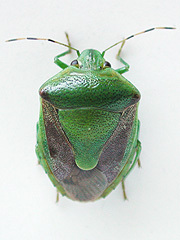 写真:チャバネアオカメムシ成虫