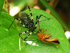 写真:シマサシガメ(成虫)