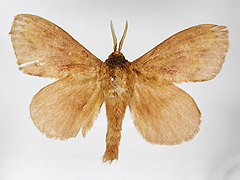 写真:マツカレハ(雄成虫)