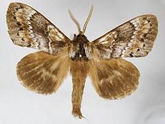 写真:マツカレハ(雌成虫)