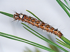 写真:マツカレハ(幼虫)