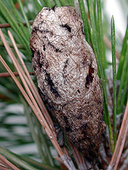 写真:マツカレハ(繭)