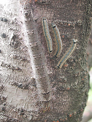 写真:カレハガ(幼虫)(右側の3頭はオビカレハ幼虫)