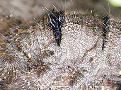 写真:カレハガ幼虫(藍黒色部分が叢毛帯)