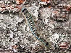 写真:オビカレハ(幼虫)