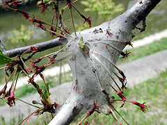 写真:オビカレハ(テント状の巣)