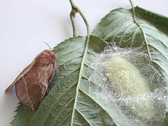 写真:オビカレハ(成虫と繭)