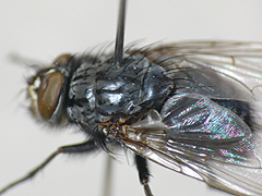 写真:ケブカクロバエ
