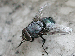 写真:オオクロバエ