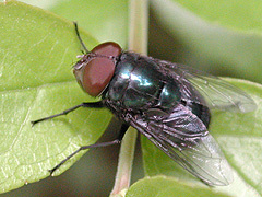 写真:ホホグロオビキンバエ1