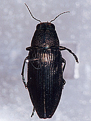 写真:クロタマムシ