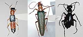 写真:有毒甲虫類(左からアオバアリガタハネカクシ、アオカミキリモドキ、ヒメツチハンミョウ)