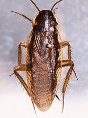 写真:キョウトゴキブリ(成虫)