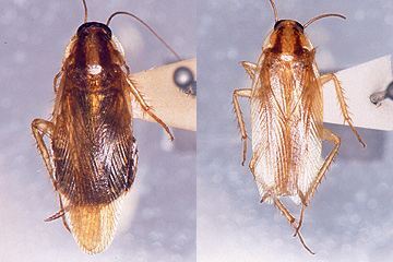 写真:チャバネゴキブリ(左:雌成虫,右:雄成虫)