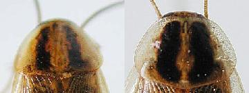 写真:左:チャバネゴキブリ前胸背板,右:モリチャバネゴキブリ前胸背板