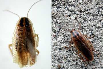 写真:モリチャバネゴキブリ(成虫)