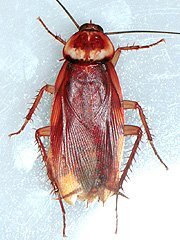 写真:ワモンゴキブリ(成虫)