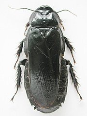 写真:オオゴキブリ(成虫)