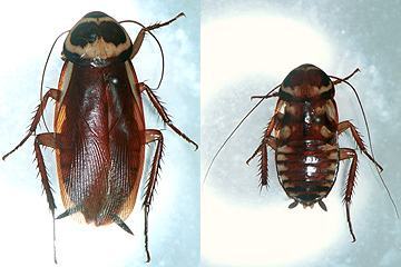 写真:コワモンゴキブリ(左:成虫,右:幼虫)