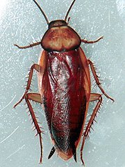 写真:トビイロゴキブリ(成虫)