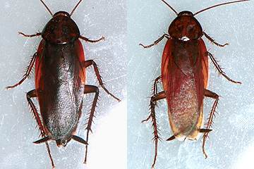 写真:クロゴキブリ(左:雌成虫,右:雄成虫)