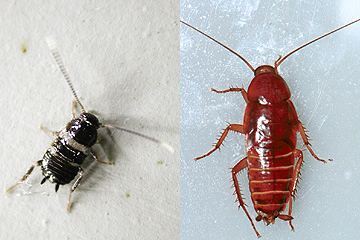 写真:クロゴキブリ(左:若齢幼虫,右:幼虫)