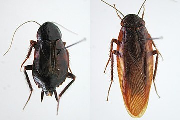 写真:ヤマトゴキブリ(左:雌成虫,右:雄成虫)
