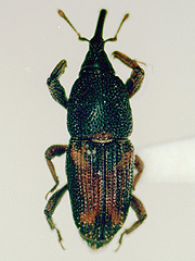 写真:コクゾウムシ成虫1