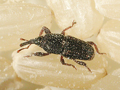 写真:コクゾウムシ成虫2