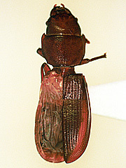 写真:コクヌスト成虫(左上翅欠損)