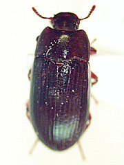 写真:ガイマイゴミムシダマシ成虫