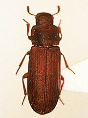 写真:コクヌストモドキ成虫