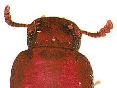 写真:コクヌストモドキ(頭部)