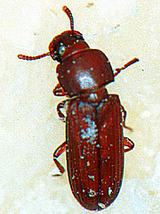 写真:ヒラタコクヌストモドキ成虫