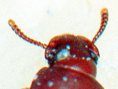 写真:ヒラタコクヌストモドキ(頭部)